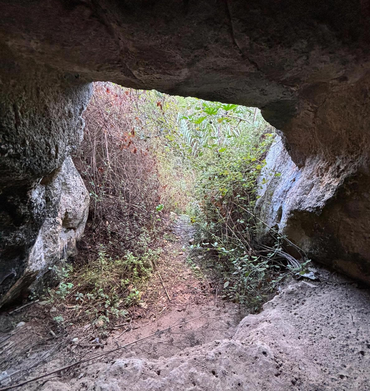 Għar Ħanżir hidden among the vegetation