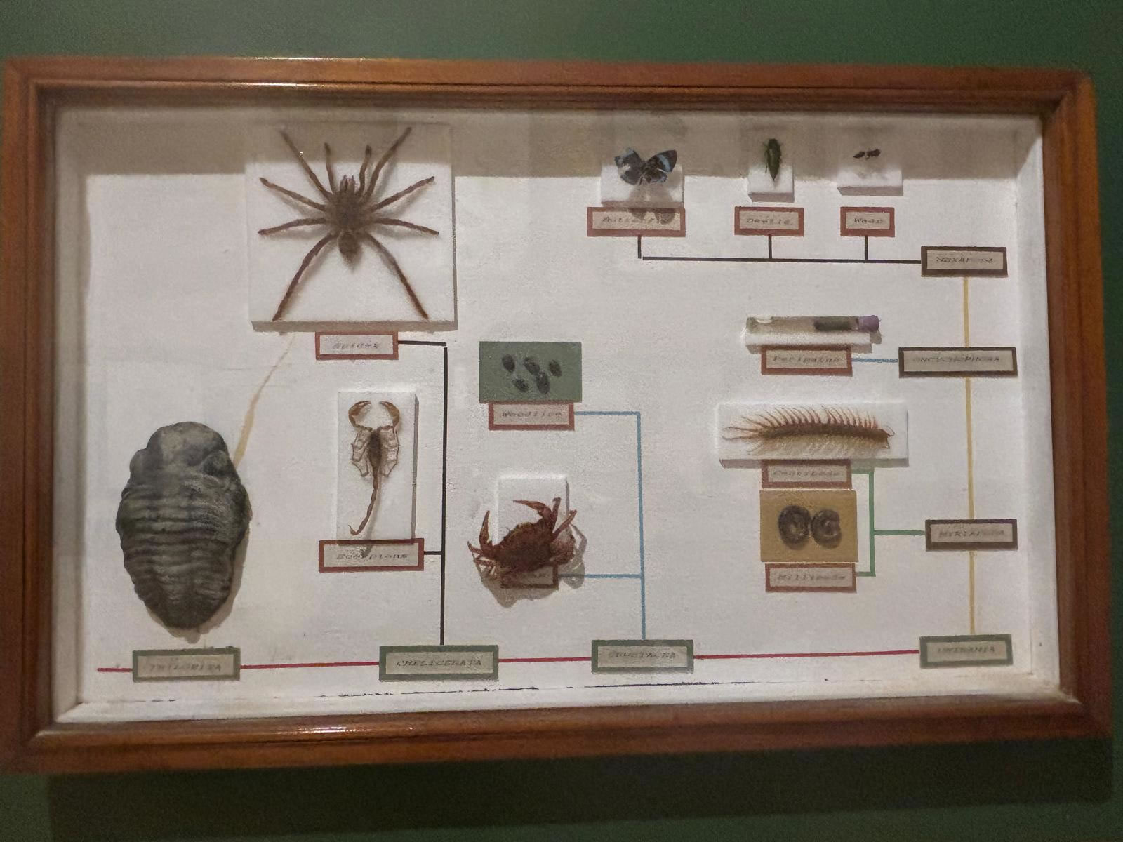 Gozo Nature Museum