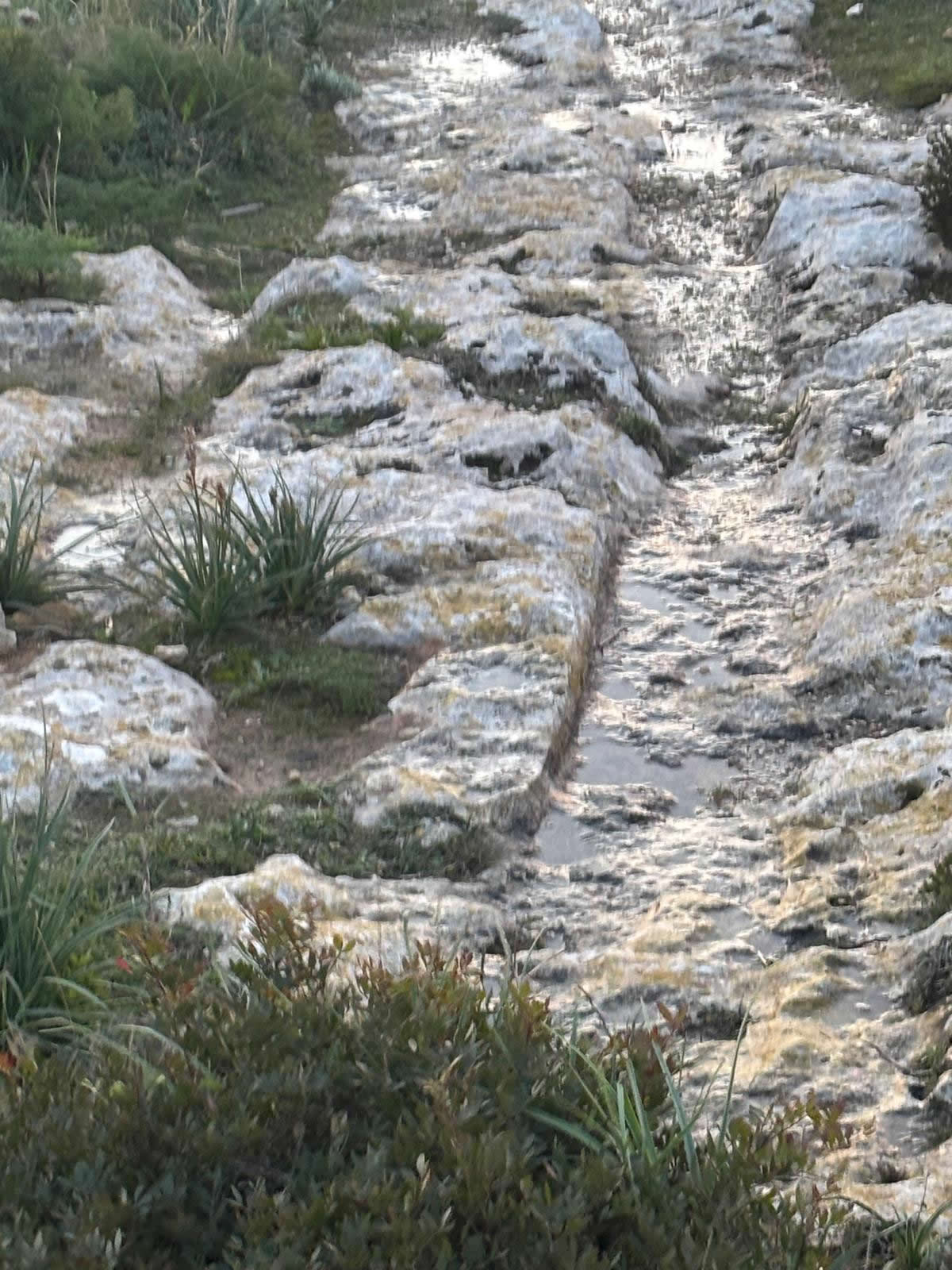 Cart Ruts near Dingli Cliffs