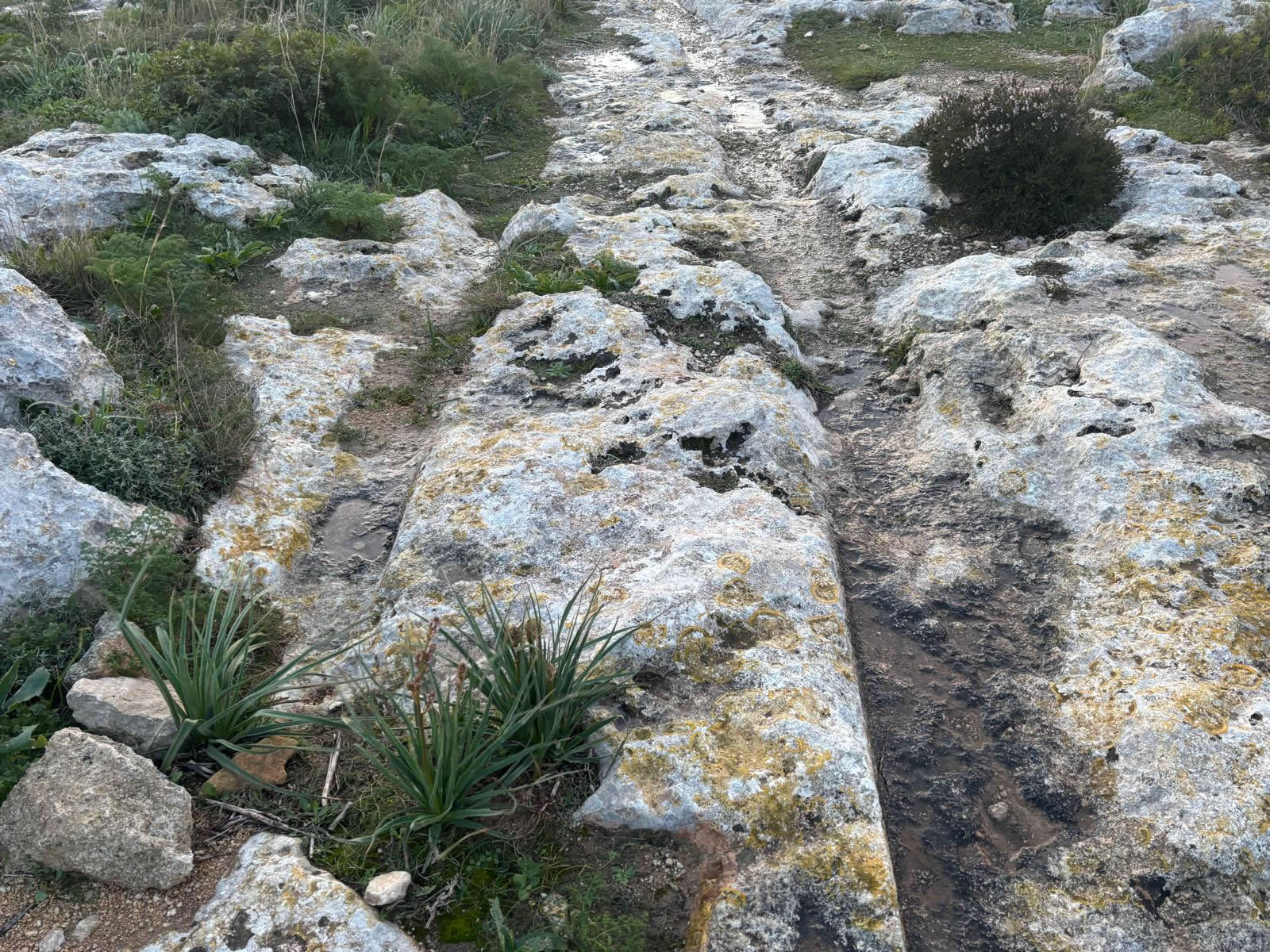 Cart Ruts near Dingli Cliffs