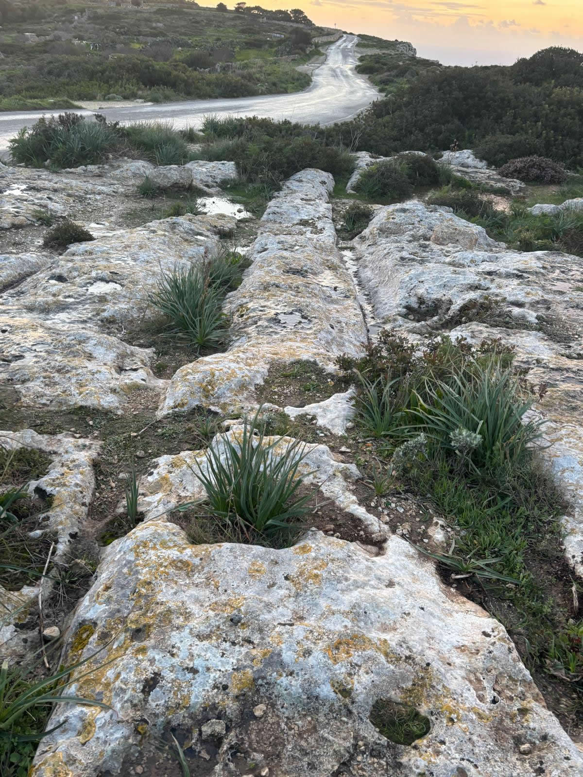 Cart Ruts near Dingli Cliffs