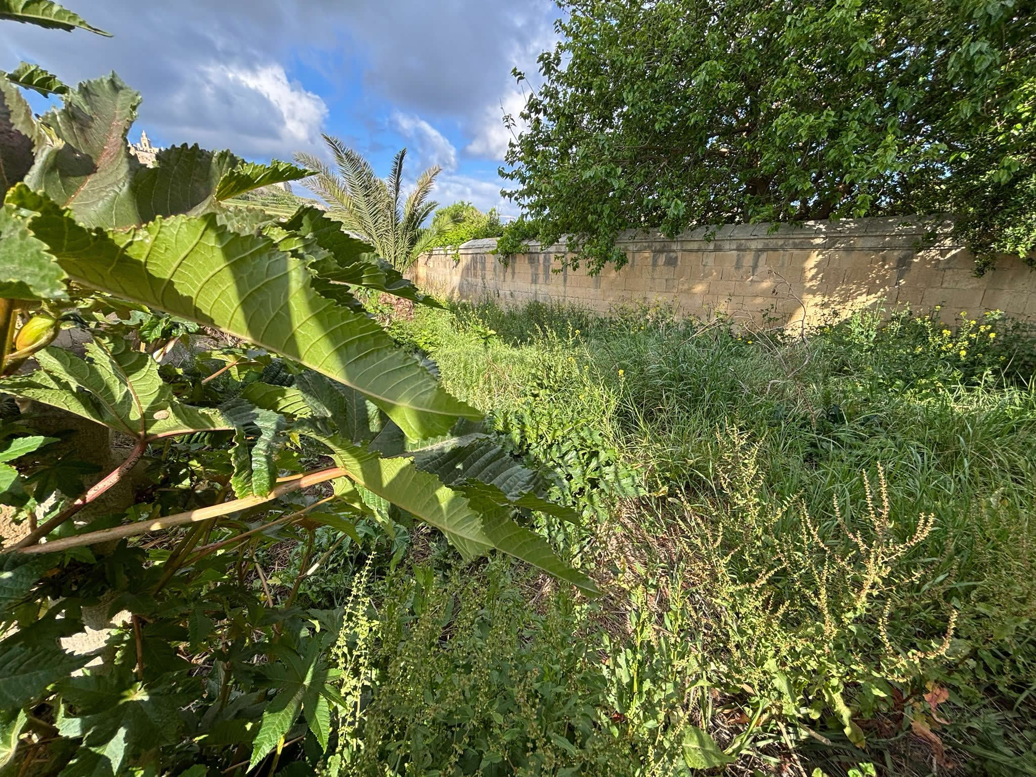 Undisturbed interior overgrowth inside Connaught Cemetery Rabat