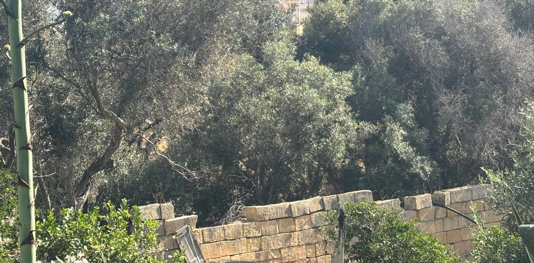 Weathered limestone boundary walls of the defunct Tal-Għonq Cemetery in Victoria Gozo