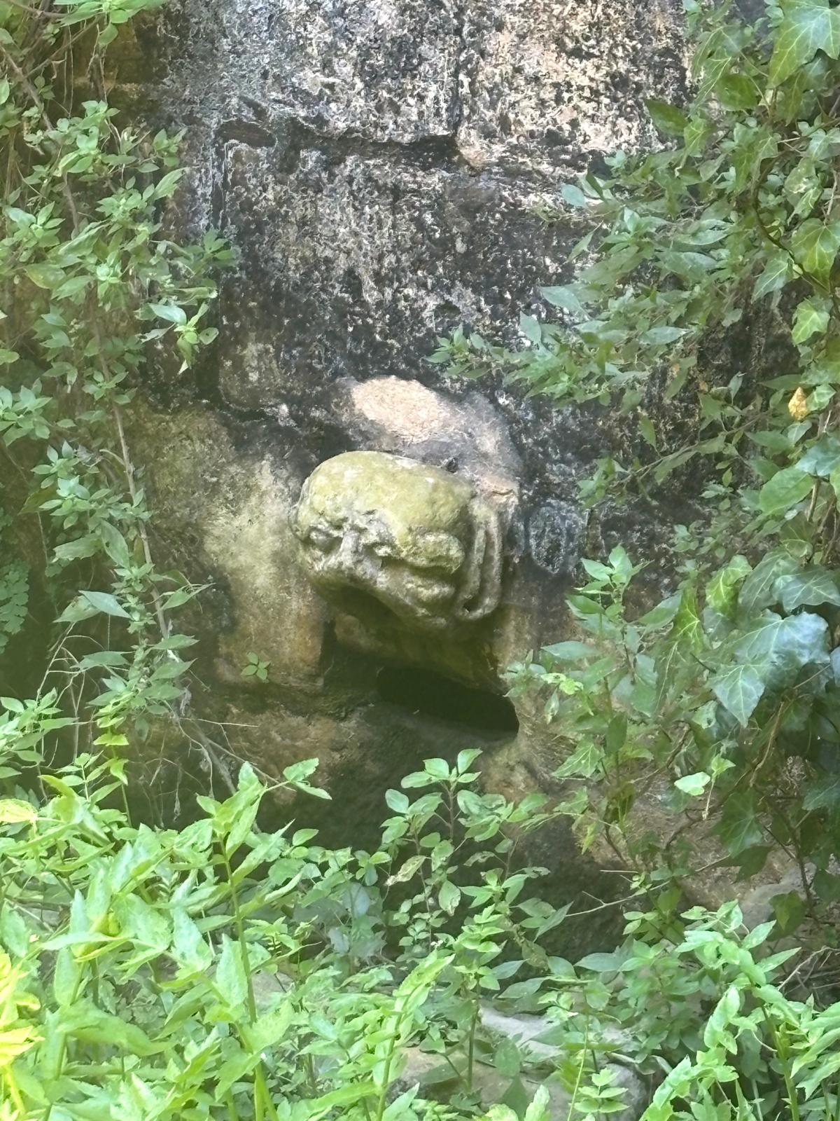 An old weathered stone grotesque mask water spout carved in the rock face surrounded by leaves