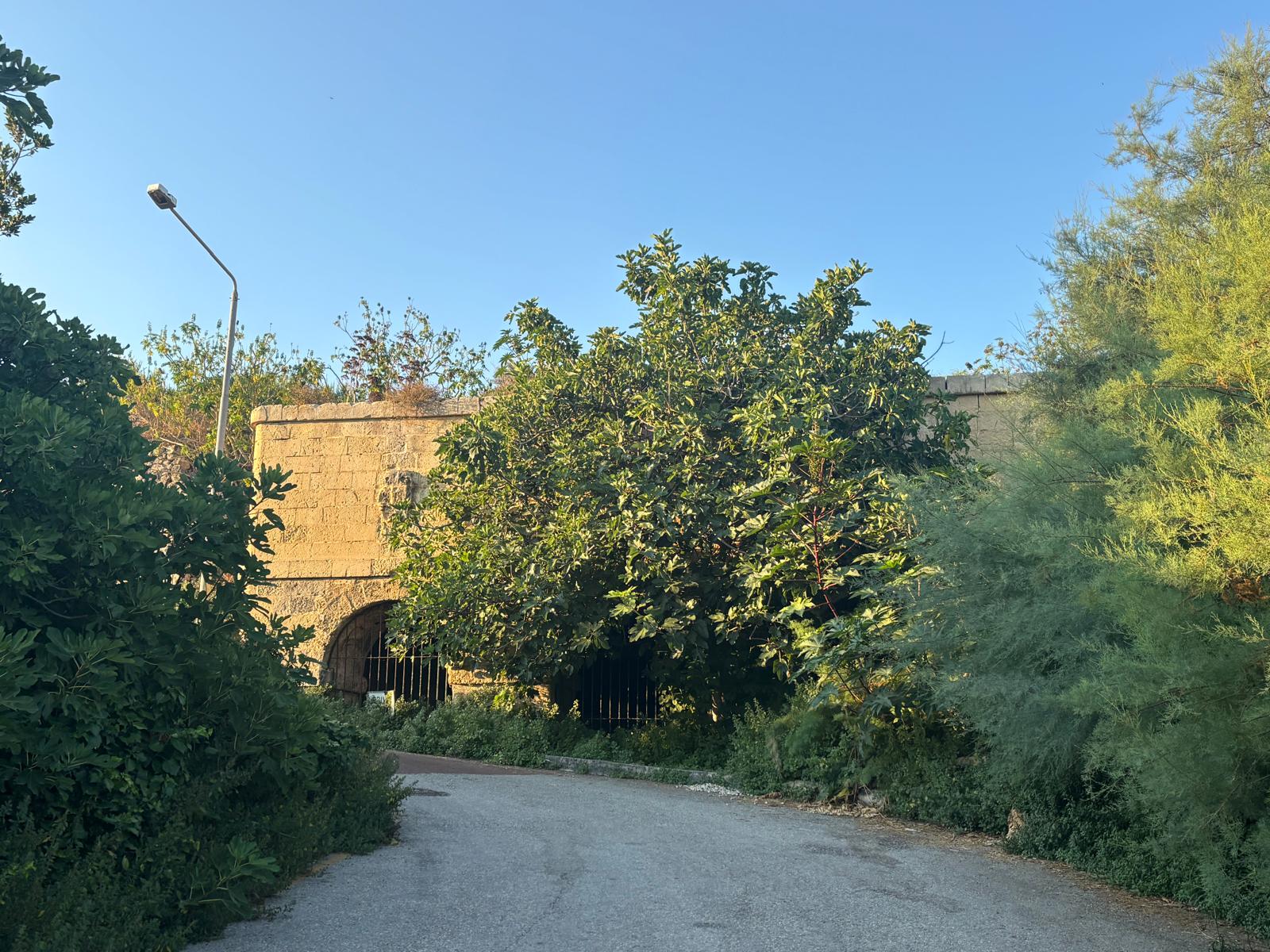 External view of Ghajn Hammiem wash house in Rabat hidden behind green trees along the road