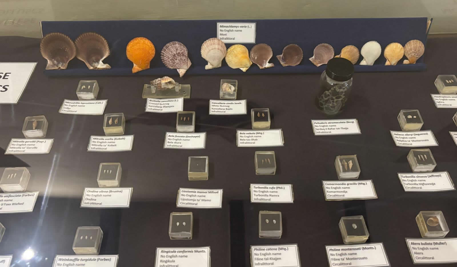 Vilhena Palace housing the National Museum of Natural History in Mdina