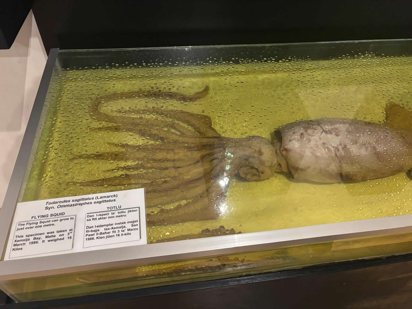 Vilhena Palace housing the National Museum of Natural History in Mdina