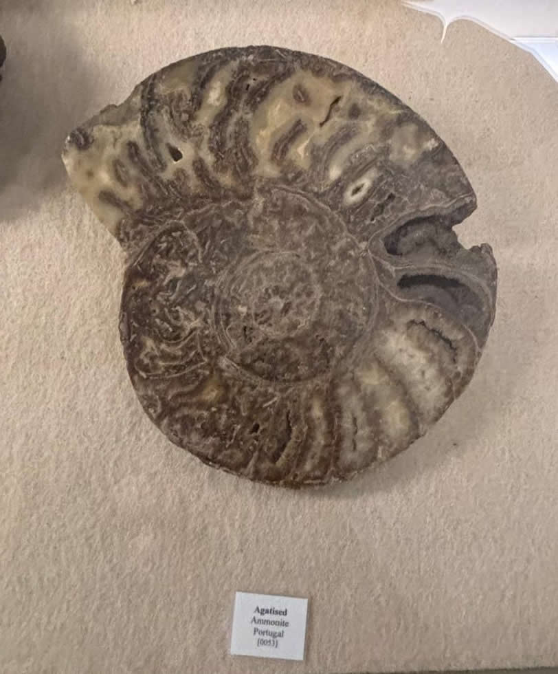 Vilhena Palace housing the National Museum of Natural History in Mdina