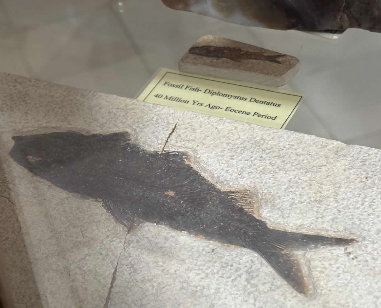 St Agatha Museum Rabat Malta